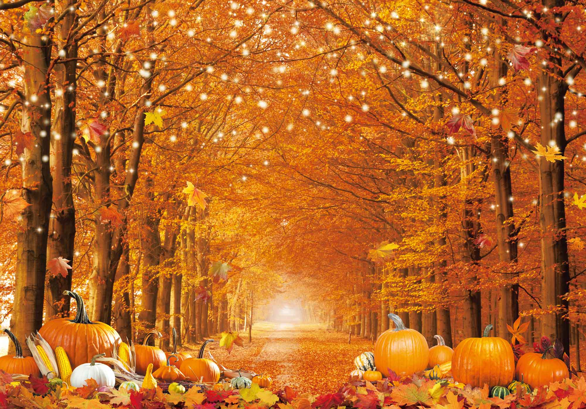 Fall Autumn Photo Backdrop for Photography Autumn Forest Scenery Background